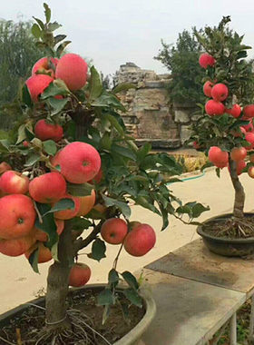 Dwarf apple tree seedlings for year-round pot cultivation