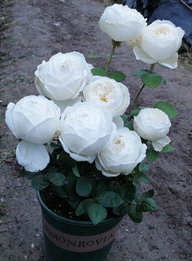浓香包子型月季伊芙婚礼之路纯白色玫瑰苗四季花盆子栽绿色植礼物