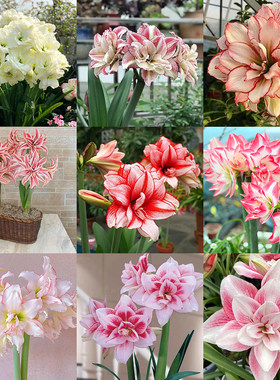 Imported Hippeastrum bulbs for potting and field planting