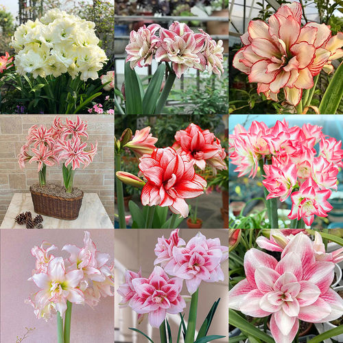 外国园艺造景四季盆子栽绿色植大株物百合朱顶红卉花摆件文创手作