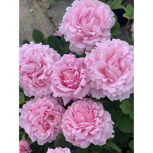 Sophie Rosa rose seedlings for sale, easy to survive