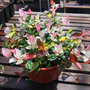 For sale: Trachelospermum jasminoides seedlings easy to grow