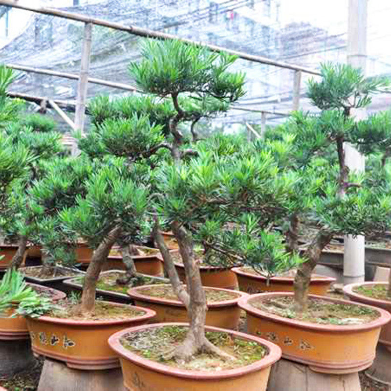 Lobular Podocarpus Podocarpus bonsai Potted plant Sparrow tongue Podocarpus Material object bonsai Ruixiang Pinus Osaka bonsaiin the Flower delivery/Flowers simulation/Plants gardening , Flowers/Potted plants (New) , Plants  category - from Buy2taobao.com to provide professional Taobao agent buy service