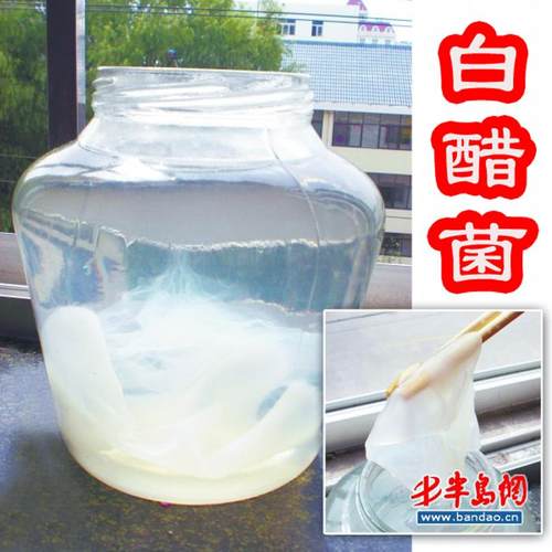 醋蛾子醋鹅子陈醋菌酵素海宝菌