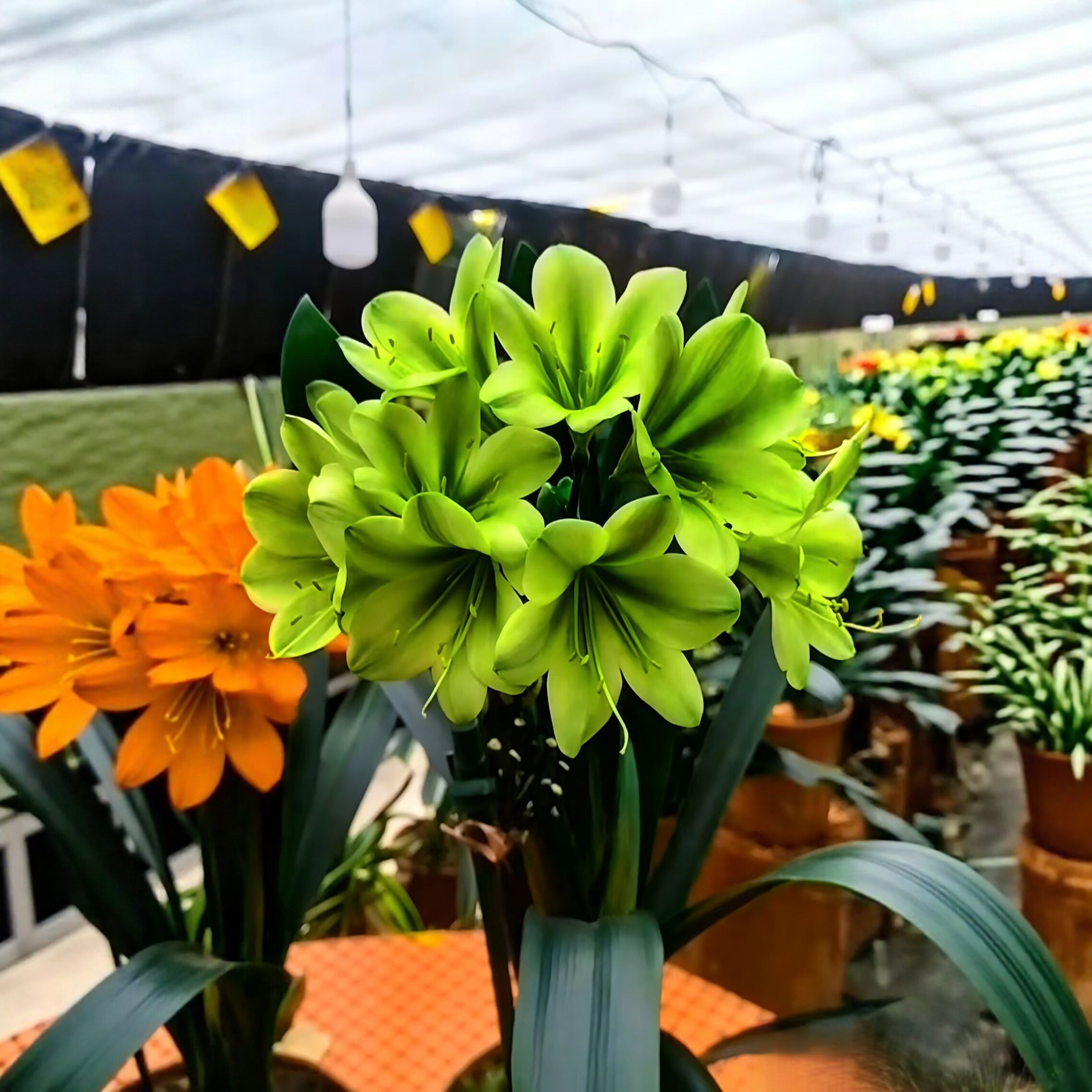 君子兰绿花盆栽室内阳台易养