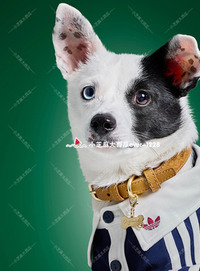 adidas三叶草正品可调节皮革宠物项圈时尚狗狗猫咪KZ0454KZ0455