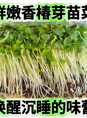 现摘特嫩香椿芽香椿嫩芽苗菜香春菜苗新鲜蔬菜西餐摆盘盘饰花草