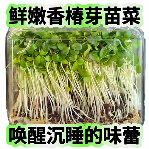 现摘特嫩香椿芽香椿嫩芽苗菜香春菜苗新鲜蔬菜西餐摆盘盘饰花草