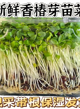 现采新鲜香椿芽苗菜香椿现采新鲜