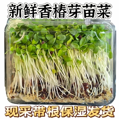 现采新鲜香椿芽苗菜香椿现采新鲜