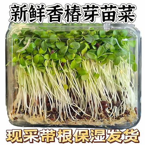 现采新鲜香椿芽苗菜香椿现采新鲜