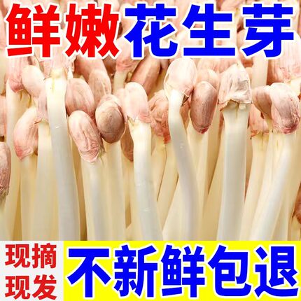 现采10斤新鲜花生芽新鲜特级花生豆芽苗菜新鲜蔬菜饭店商用食材