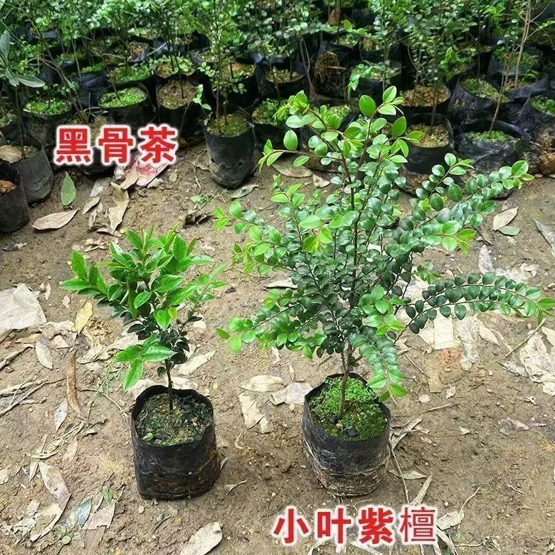正宗小叶紫檀树苗木名贵细叶紫檀树苗珍稀盆景室内庭院四季常青