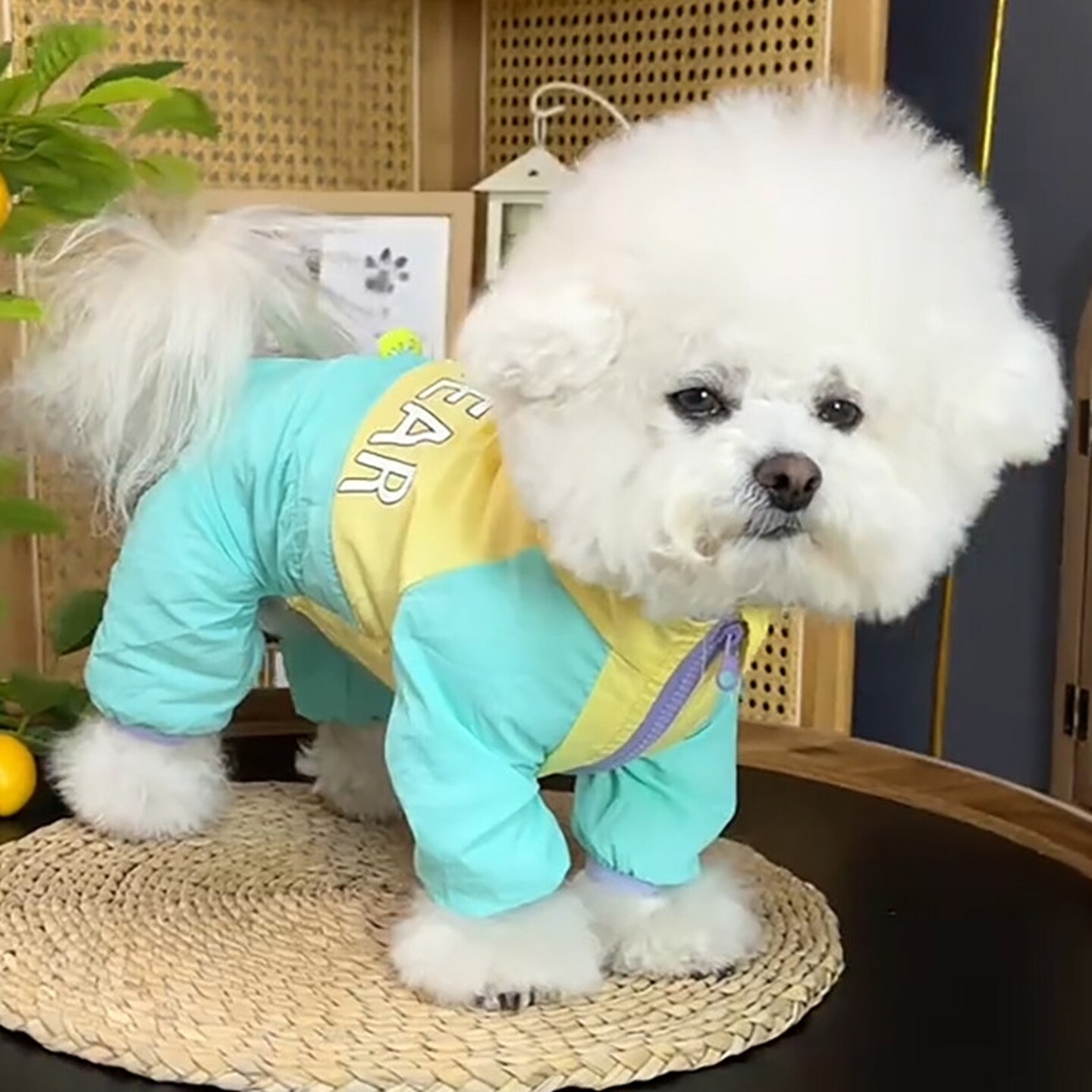 狗狗衣服带牵引环防尘裤小型犬四脚衣泰迪比熊外出防虫防脏冲锋衣