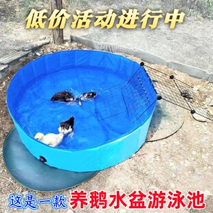 养鹅游泳池专用水池神器水槽鸭子想买洗澡老大鹅戏水盆扁嘴柯尔鸭