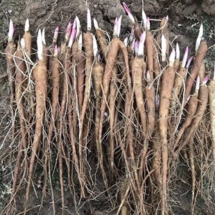 菏泽占地芍药单瓣芍药花苗一年生带芽发货药用芍药苗芍药苗地载