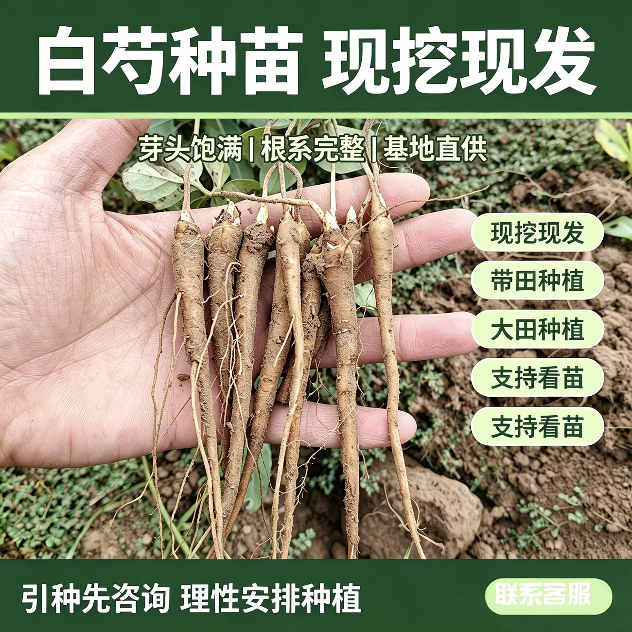 菏泽占地芍药单瓣芍药花苗带芽发货一年二年生精品白芍苗