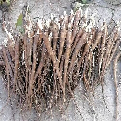 菏泽占地芍药单瓣芍药花苗带芽发货一年二年生精品白芍苗