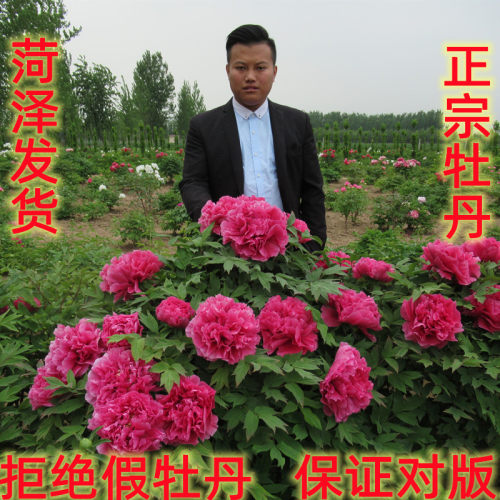 菏泽正品牡丹花苗三年生观赏庭院