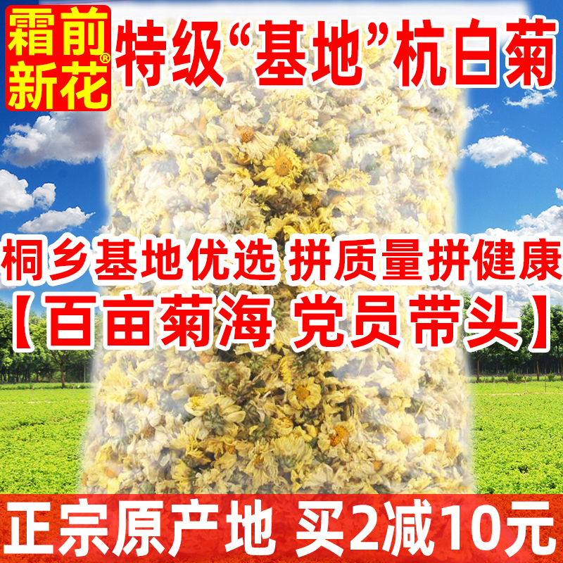 【基地优选】桐乡杭白菊250g特级