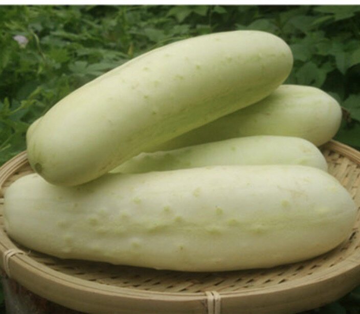 远东春生鲜 新鲜蔬菜 白皮老黄瓜 一根 京津冀满68包邮