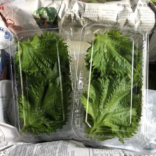 远东春生鲜苏子叶新鲜约15片