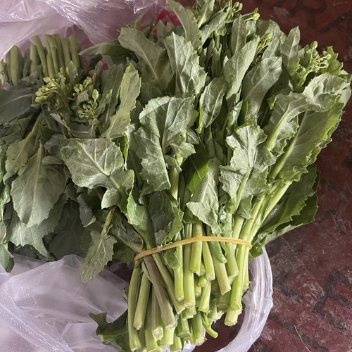 远东春生鲜板蓝根苗顺丰包邮