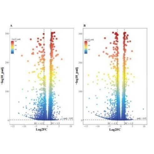 分析指导一对一/孟德尔随机化/生信分析/转录组/单细胞测序/R语言