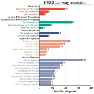 生信TCGA GTEx数据库下载挖掘limma差异分析ppi蛋白互作网络 GEO
