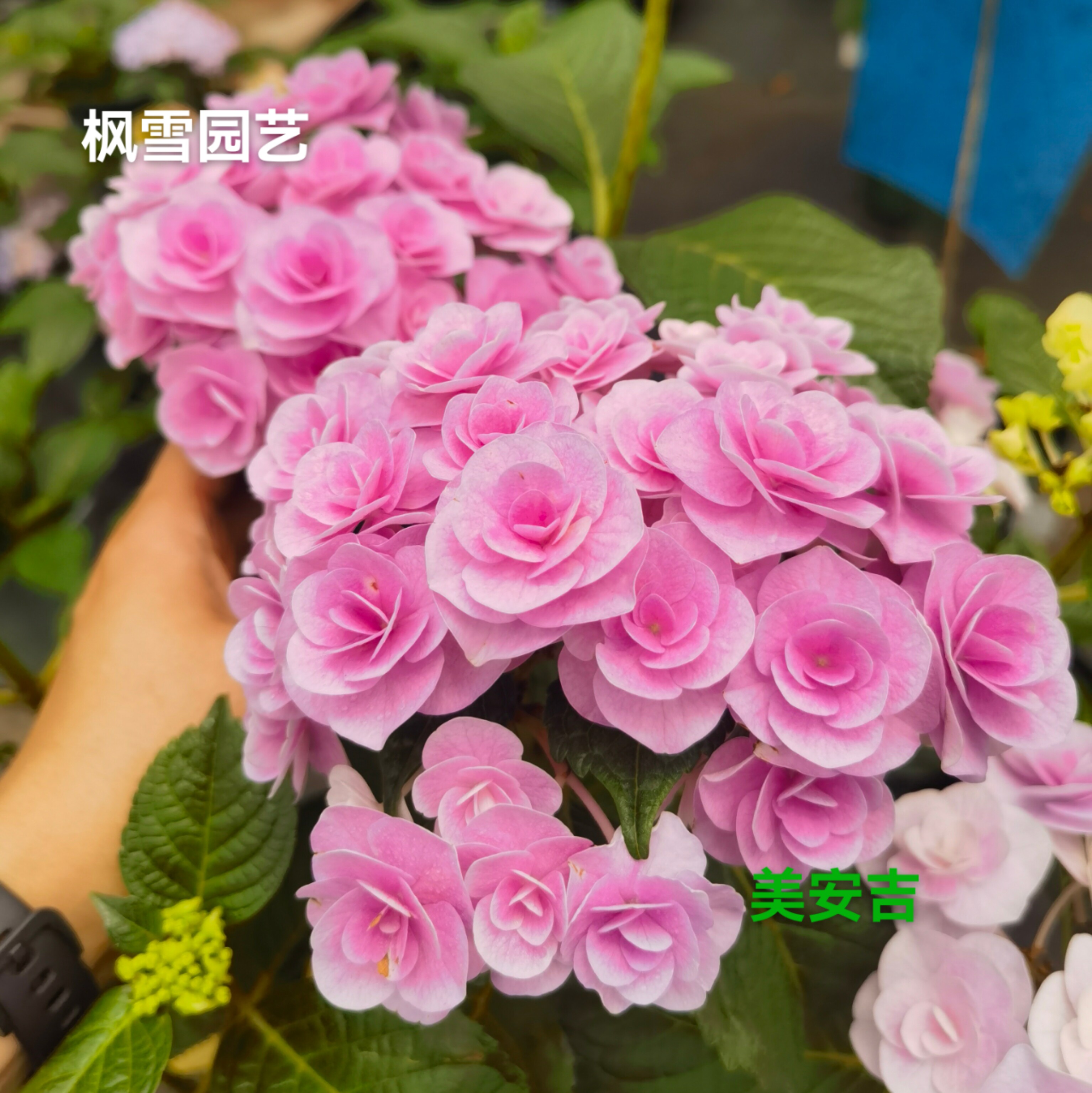 枫雪园艺 美安吉 盆栽植物花卉重瓣红边大花绣球花苗小苗