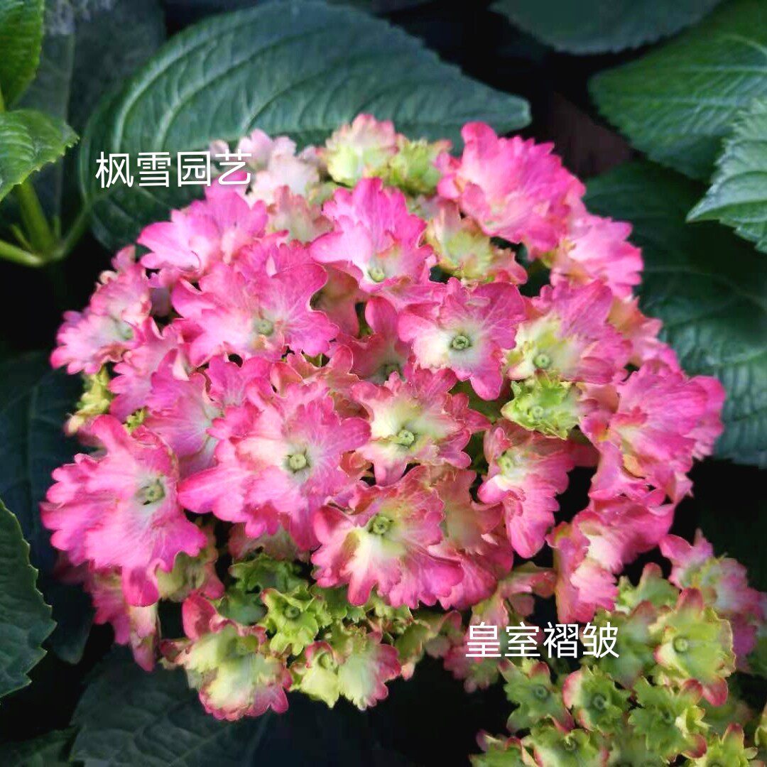 枫雪园艺 皇室褶皱 进口重瓣大花绣球花苗扦插苗