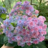 3.进口大花绣球牵牛星集鲜溅露娜妖吻雅姬组合套餐花苗植物盆栽