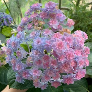 3.进口大花绣球牵牛星集鲜溅露娜妖吻雅姬组合套餐花苗植物盆栽