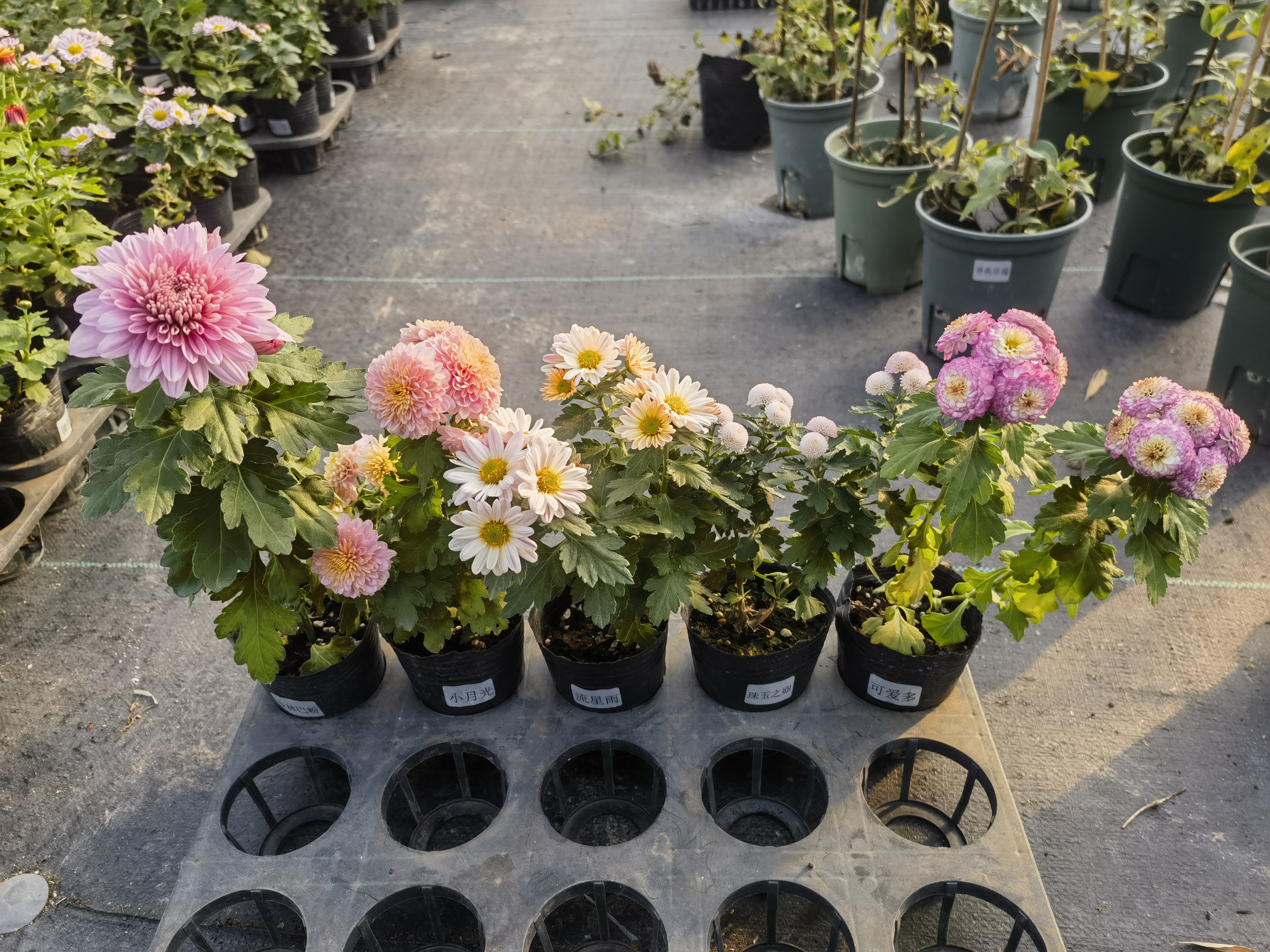 枫雪园艺 小雏菊花盆栽多年生宿根植物花卉花苗育苗钵小苗带花苞