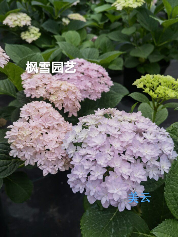 枫雪园艺 美云 进口重瓣大花绣球花苗回话植物盆栽扦插苗特价