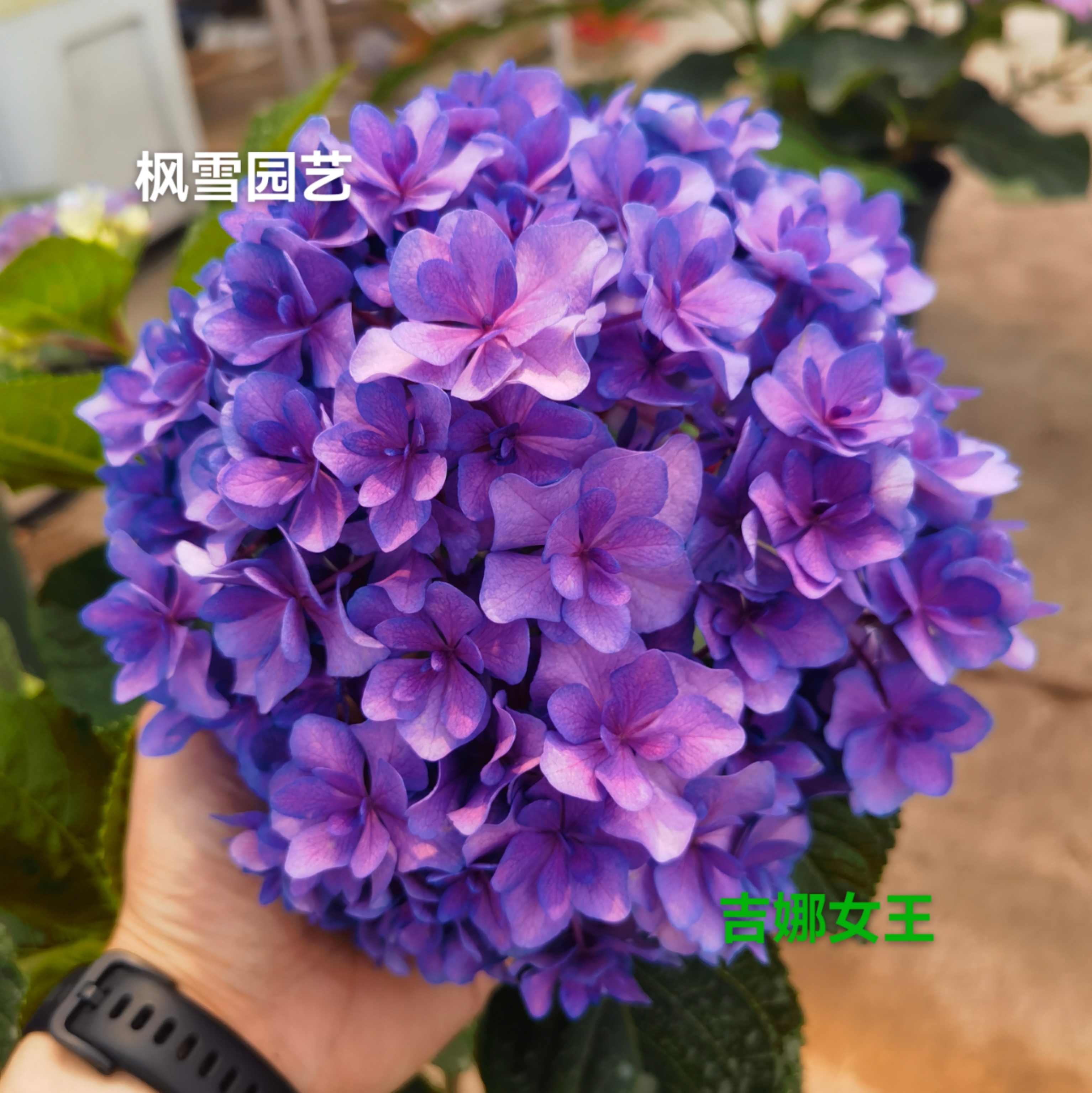 枫雪园艺 吉娜女王进口大花绣球盆栽院子进口重瓣花卉植物花苗