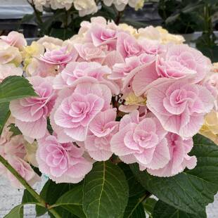8.尤里卡艾丽蒙特星集露娜巧克力光云15cm控根盆绣球中苗花苗包邮