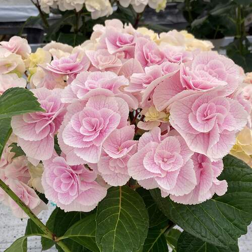 8.尤里卡艾丽蒙特星集露娜巧克力光云15cm控根盆绣球中苗花苗包邮