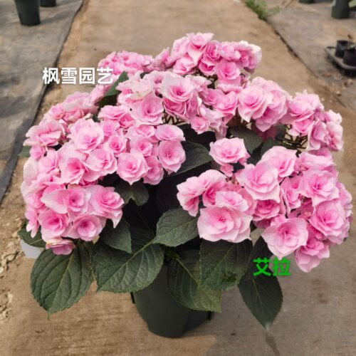 枫雪园艺 艾拉20-12庭院盆栽植物花卉重瓣大花绣球花苗小苗