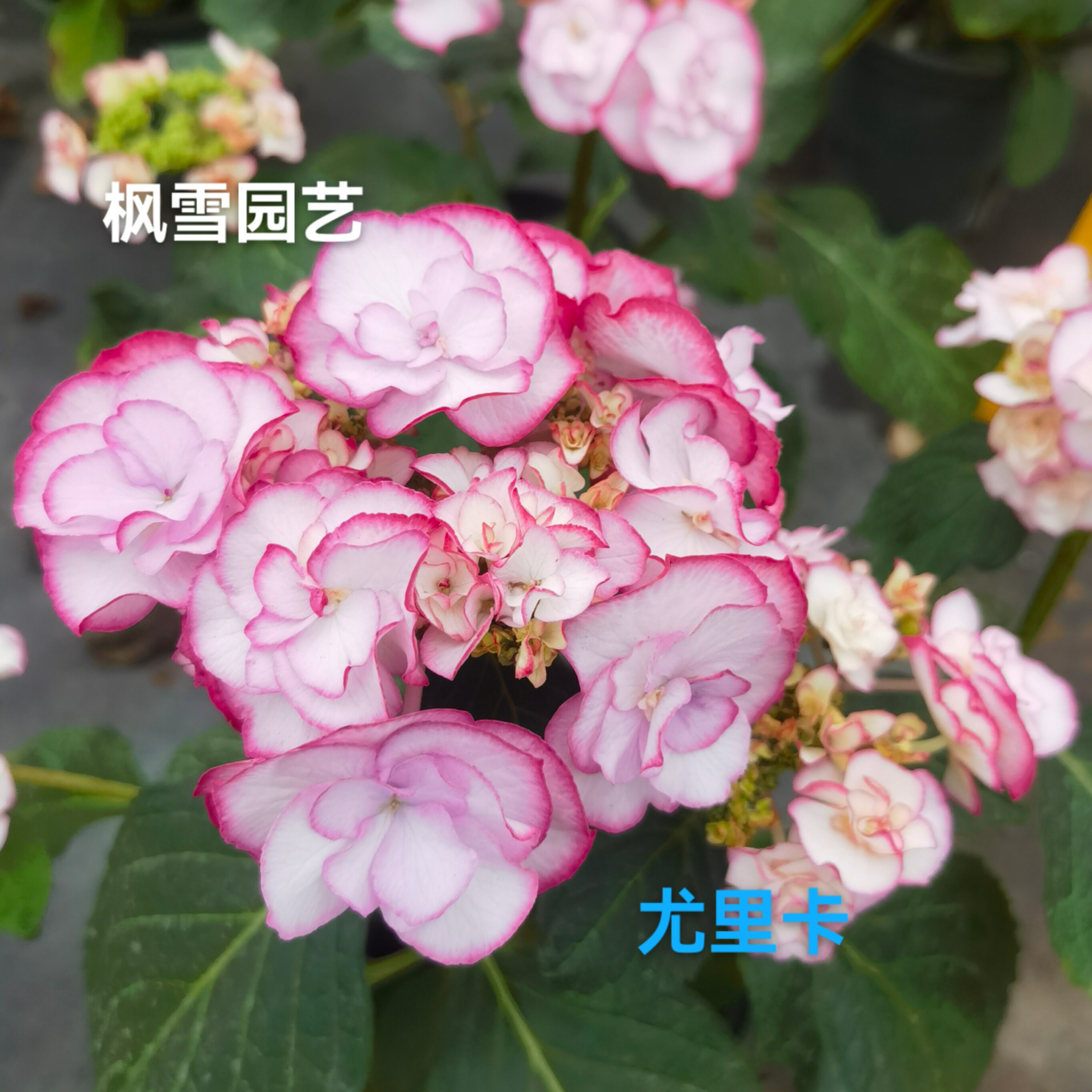 8.尤里卡艾丽蒙特星集露娜巧克力光云15cm控根盆绣球中苗花苗包邮