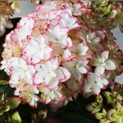 1.进口绣球花苗花卉盆栽植物三河美云卡伦细高跟恋物语4棵包邮