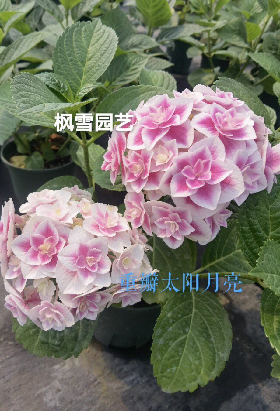 3.大花绣球尤里卡牵牛星露娜天照花鸟风月弗洛伦斯花苗植物盆栽
