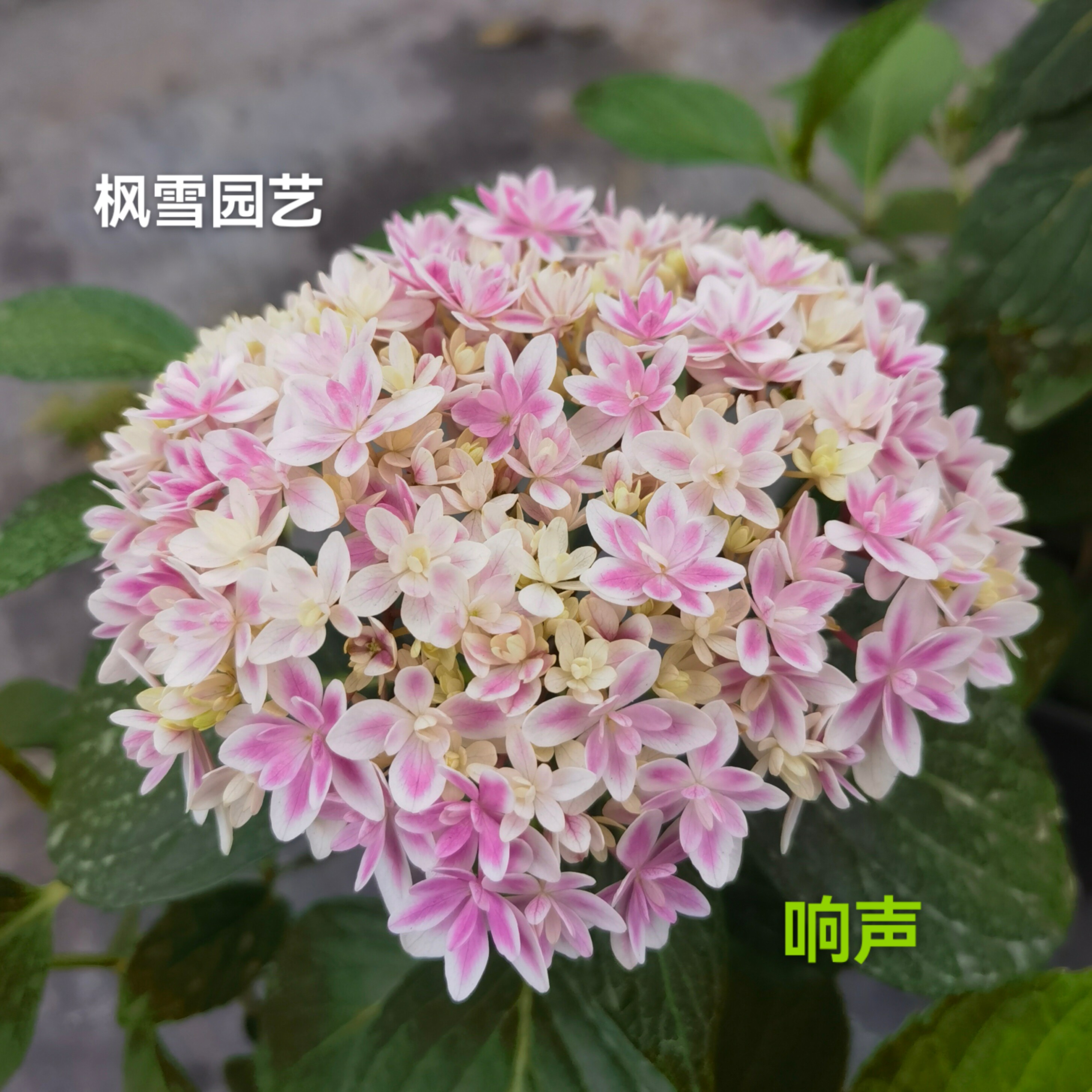 枫雪园艺 响声 響 新品大花球盆栽植物花卉白边绣球花苗小苗
