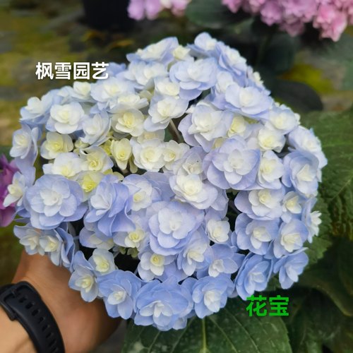 园艺进口重瓣绣球花苗新品