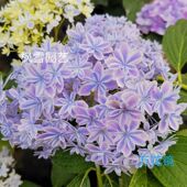 2.进口绣球花苗无尽夏惠子佳澄花宝妖吻万华镜太阳神殿薄荷包对版