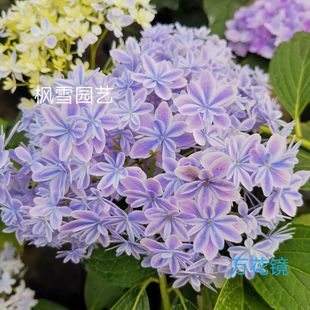 2.进口绣球花苗无尽夏惠子佳澄花宝妖吻万华镜太阳神殿薄荷包对版