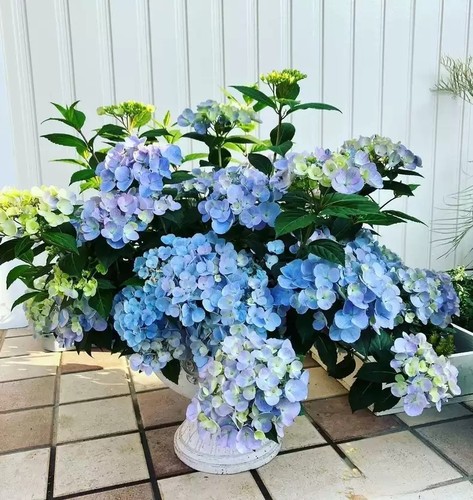 新品 水晶面纱 稀有品种一物一拍进口大花绣球院子盆栽植物花苗