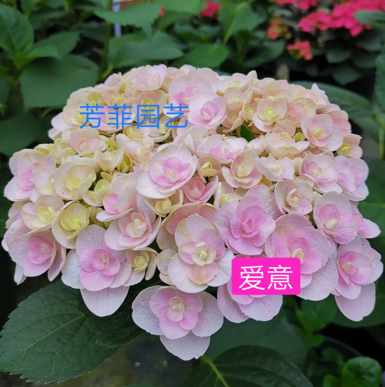 枫雪园艺 爱意 进口绣球花苗扦插苗 庭院露台院子盆栽花卉