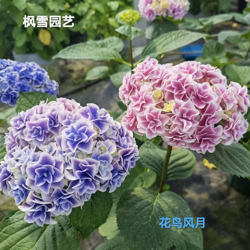 绣球花苗新手体验区4件包邮卡伦蒙娜丽莎花鸟风月恋心三河千鸟