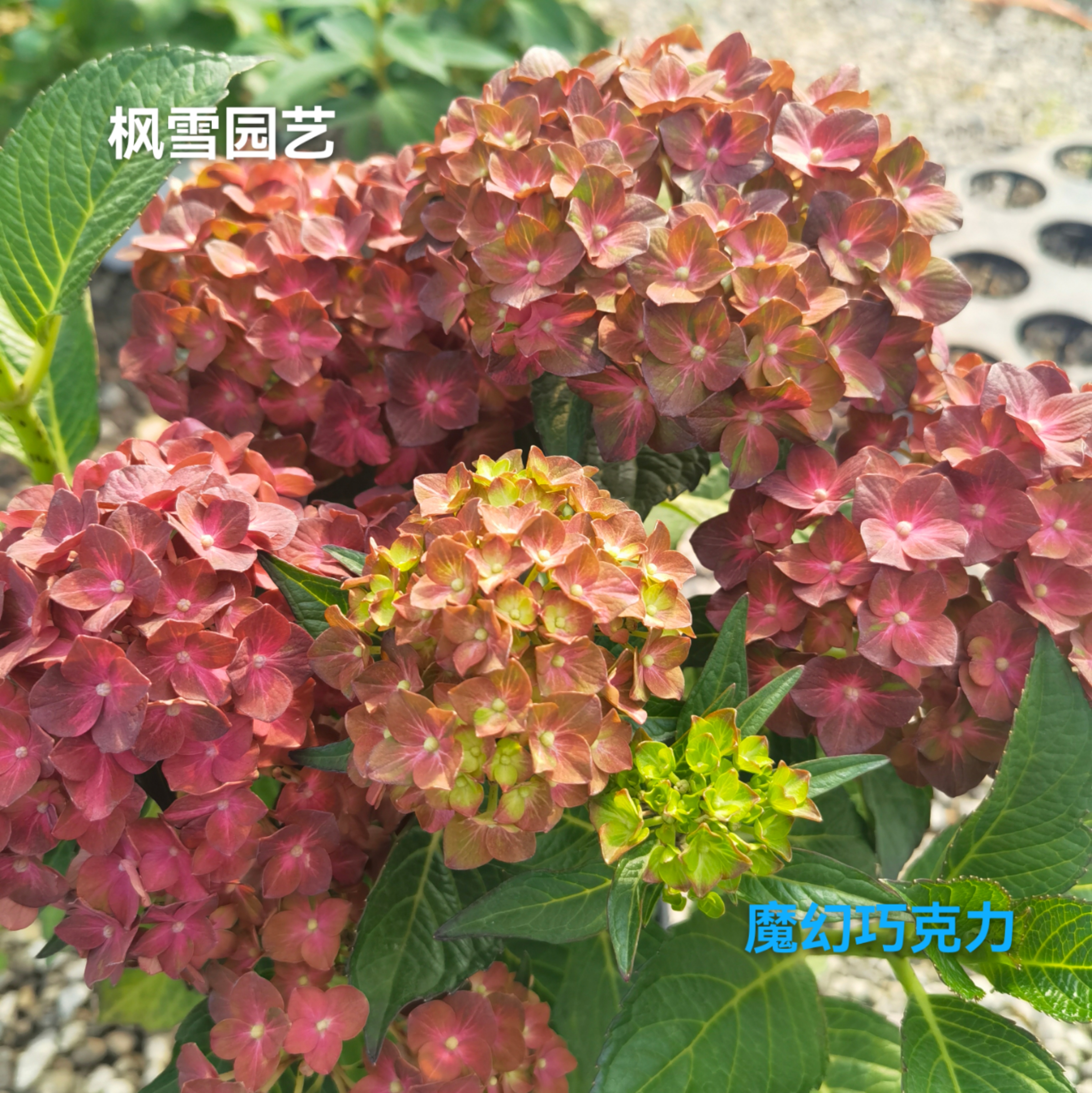 枫雪园艺 魔幻巧克力 新品盆栽植物斑纹进口大花绣球花苗小苗